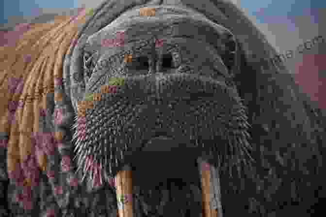 A Close Up Portrait Of A Walrus I Met The Walrus: How One Day With John Lennon Changed My Life Forever