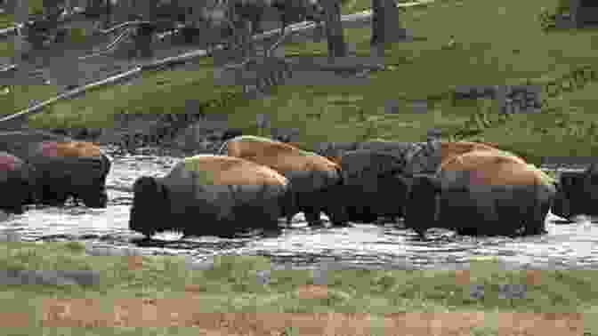 A Herd Of Buffalo Crossing A River During A Storm History Comics: The American Bison: The Buffalo S Survival Tale