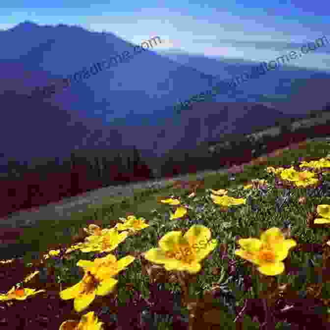 A Hiker Admiring A Field Of Wildflowers In Olympic National Park Best Wildflower Hikes Western Washington: Year Round Opportunities Including Mount Rainier And Olympic National Parks And The North Cascades (Where To Hike)