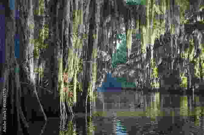 A Misty Bayou Surrounded By Cypress Trees. Hidden History Of New Orleans