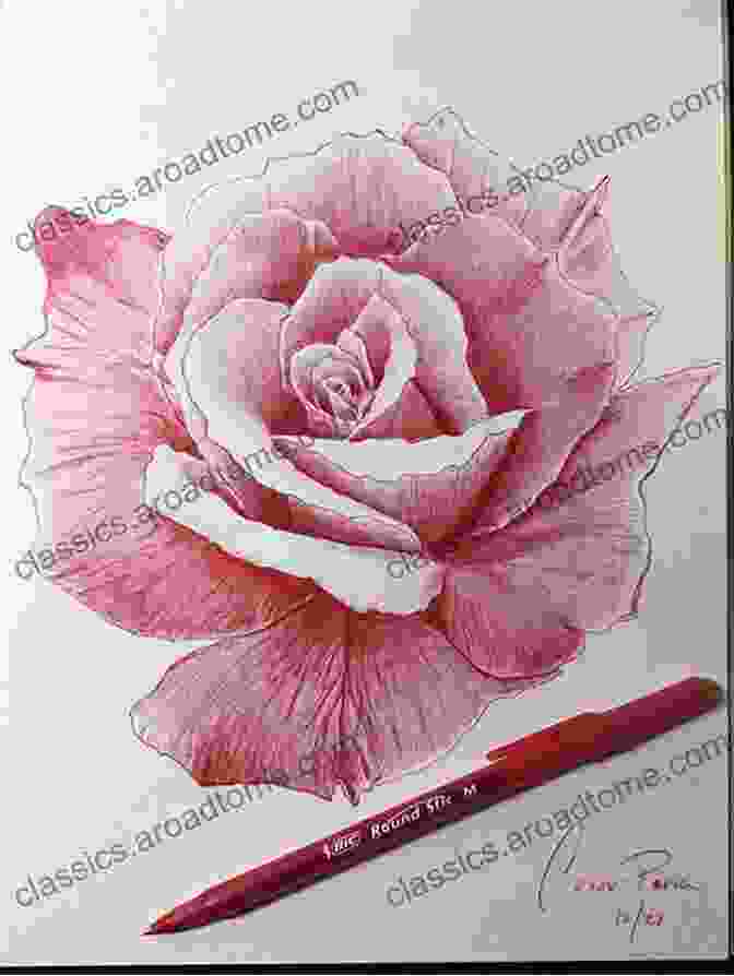 A More Complex Rose Drawn With A Ballpoint Pen And Watercolors Birthday Flowers Illustrations April Issue: Flowers Drawn In About 5 Minutes With A Ballpoint Pen And Watercolors Without Drafting