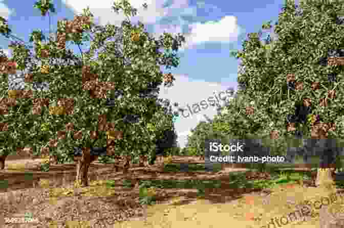 A Photo Of Pistachio Trees Under A Blue Sky Under The Pistachio Trees Douglas Connelly