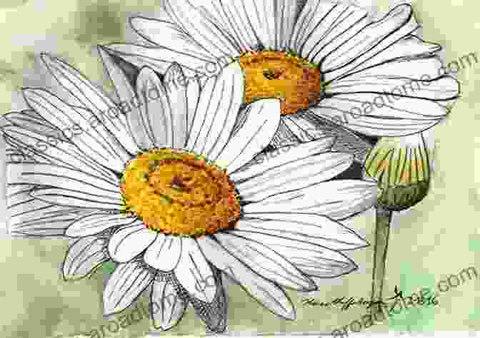 A Simple Daisy Drawn With A Ballpoint Pen And Watercolors Birthday Flowers Illustrations April Issue: Flowers Drawn In About 5 Minutes With A Ballpoint Pen And Watercolors Without Drafting