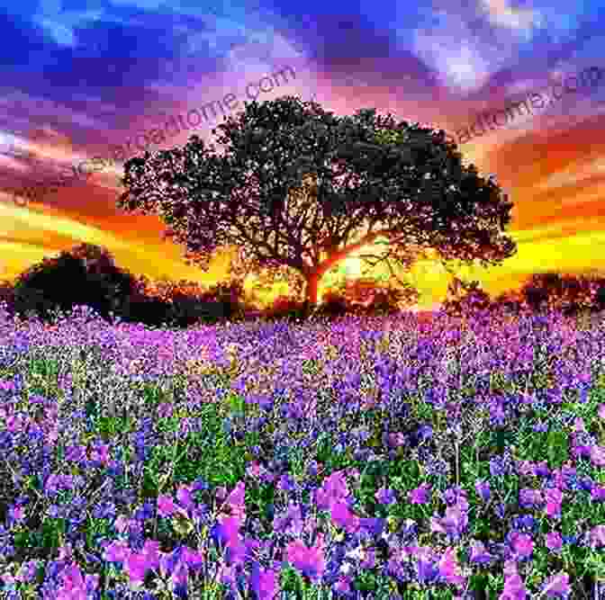 A Stunning Sunset Over A Field Of Flowers Suns Moons Stars Hearts Flowers Butterflies: A Mixed Media Arts Exhibit