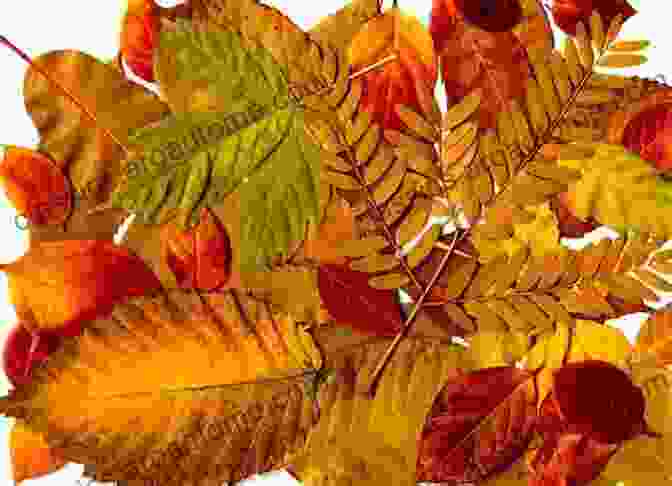 A Vibrant Collage Of Autumn Leaves Fancy Feels Fall (Senses Of The Seasons)