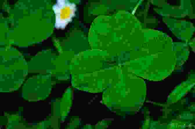 A Vibrant Four Leaf Clover, Its Emerald Leaves Reaching Out Towards The Sky. Black Cats Four Leaf Clovers: The Origins Of Old Wives Tales And Superstitions In Our Everyday Lives