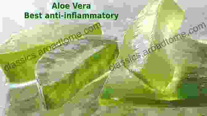 Aloe Vera For Antioxidant And Anti Inflammatory Benefits ALOE VERA: The Most Efficient And Used Medicinal Plant By Human Kind