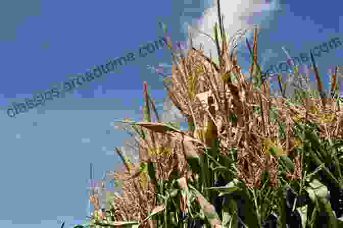 An Evocative Image Of A Field Of Towering Cornstalks, Their Leaves Rustling Gently In The Breeze, Symbolizing The Intricate And Interconnected Nature Of Virtue In South Indian Society. Crooked Stalks: Cultivating Virtue In South India