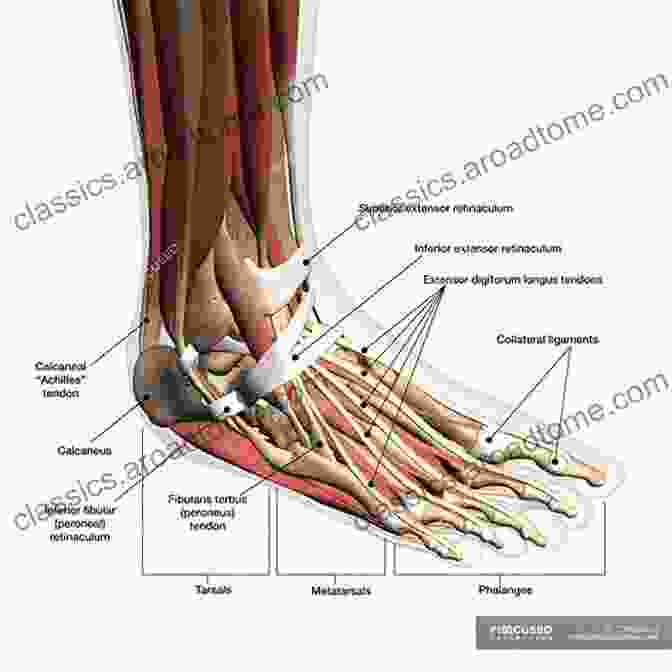 Anatomical Diagram Of A Foot The Diabetic Foot Book: A Guide For Optimizing Foot Health