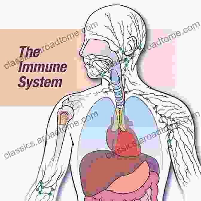 Basic Immunology Book: Your Essential Guide To Understanding The Immune System Basic Immunology E Book: Functions And DisFree Downloads Of The Immune System