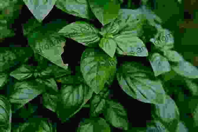 Basil, The Herb Of Protection And Purification The Witching Herbs: 13 Essential Plants And Herbs For Your Magical Garden