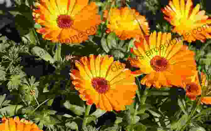 Calendula, The Herb Of Healing And Protection The Witching Herbs: 13 Essential Plants And Herbs For Your Magical Garden