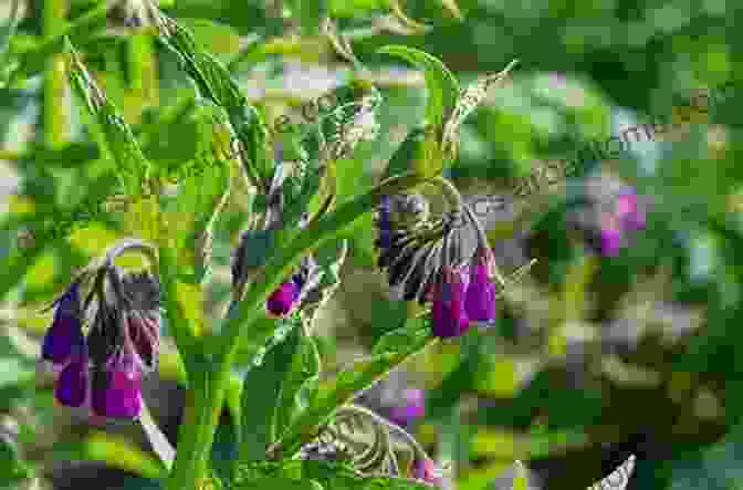 Comfrey, The Herb Of Bone Healing And Protection The Witching Herbs: 13 Essential Plants And Herbs For Your Magical Garden