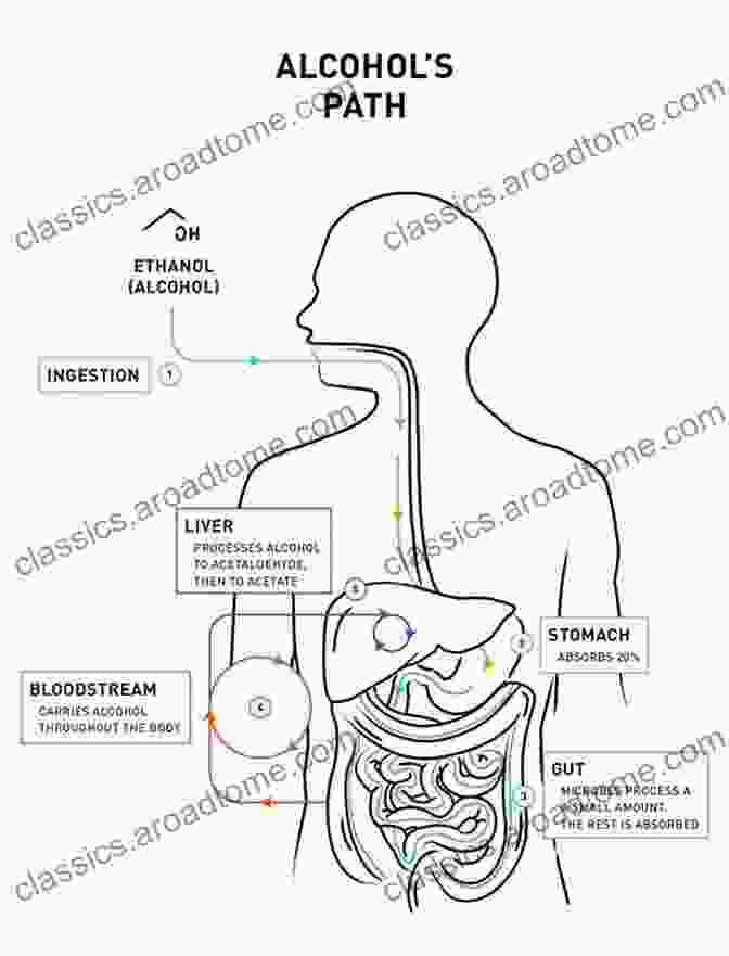 Diagram Illustrating The Absorption And Distribution Of Alcohol In The Body The Science Of Drinking: How Alcohol Affects Your Body And Mind