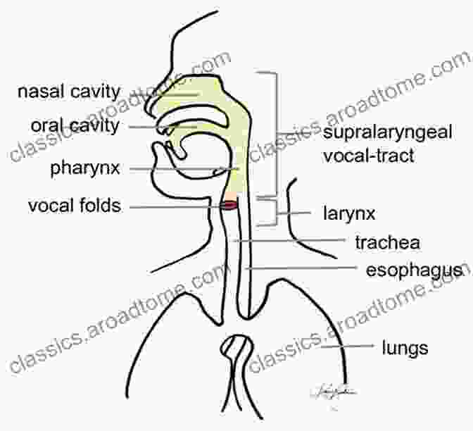 Diagram Illustrating The Connection Between The Brain And The Vocal Apparatus The Singing Athlete: Brain Based Training For Your Voice