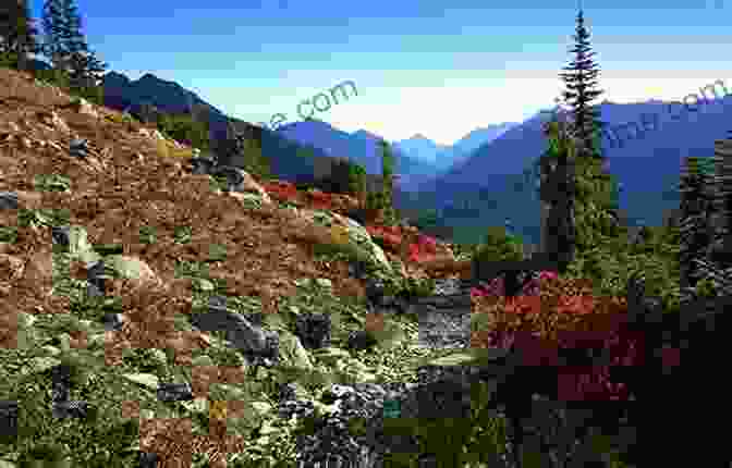 Hikers Marveling At The Autumn Foliage In Olympic National Park Best Wildflower Hikes Western Washington: Year Round Opportunities Including Mount Rainier And Olympic National Parks And The North Cascades (Where To Hike)