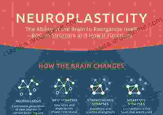 Image Depicting The Concept Of Neuroplasticity, Highlighting The Brain's Remarkable Ability To Adapt And Change Based On Experience Mega Brain: New Tools And Techniques For Brain Growth And Mind Expansion