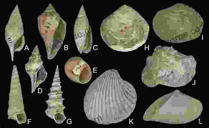 Image Of A Variety Of Marine Fossils Stratigraphy: A Modern Synthesis Andrew D Miall