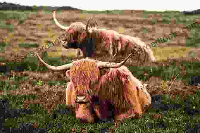 James Herriot Examining A Highland Cow In A Lush Green Field The Highland Vet: A Year At Thurso