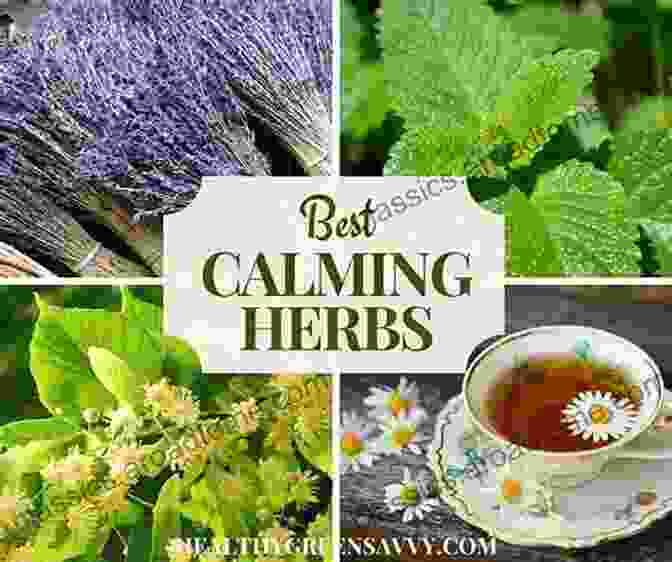 Lavender, The Herb Of Relaxation And Love The Witching Herbs: 13 Essential Plants And Herbs For Your Magical Garden