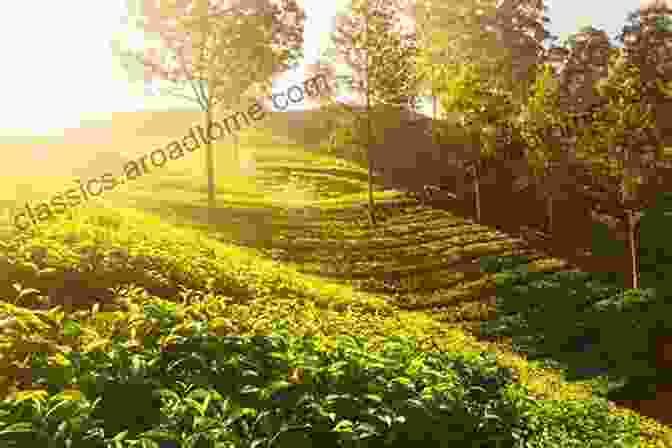 Lush Coffee Plantation Under The Warm Sunlight, Rows Of Green Coffee Bushes Extending As Far As The Eye Can See From Mean To Bean: Let The Beans Do The Work To Motivate Your Kids To Help Around The House