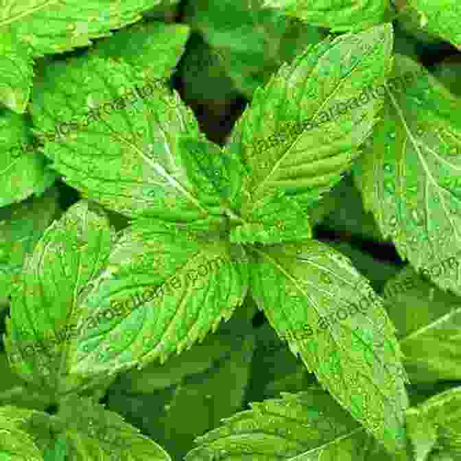 Mint, The Herb Of Energy And Abundance The Witching Herbs: 13 Essential Plants And Herbs For Your Magical Garden