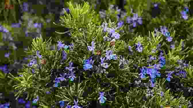 Rosemary, The Herb Of Remembrance And Protection The Witching Herbs: 13 Essential Plants And Herbs For Your Magical Garden