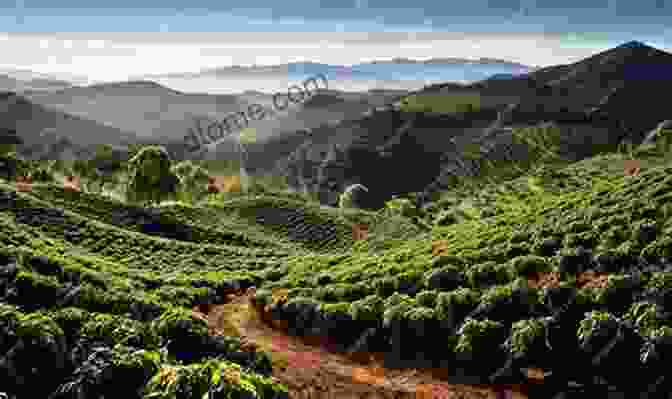 Vast Coffee Plantation In The Americas, Rows Of Coffee Bushes Stretching Across Rolling Hills Under A Clear Blue Sky From Mean To Bean: Let The Beans Do The Work To Motivate Your Kids To Help Around The House