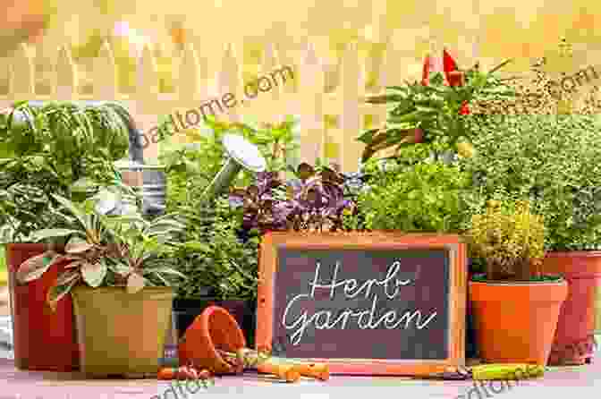 Vibrant Herb Garden With Medicinal Plants Medicinal Herbs: A Beginner S Guide (healing Herbal Grow Alternative Medicine)