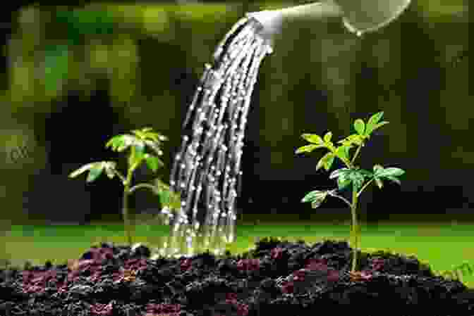 Watering Seedlings, A Gentle Touch That Fosters Growth 30 Day Sowing Journey