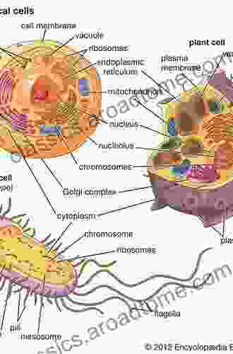 Biology And Radiobiology Of Anucleate Systems: Bacteria And Animal Cells