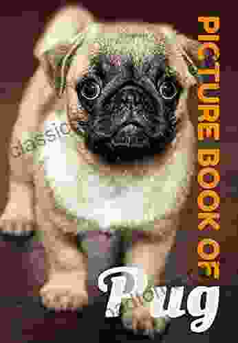 Picture of pug: Relaxing Pugs photos for Kids and seniors with Dementia and Alzheimer