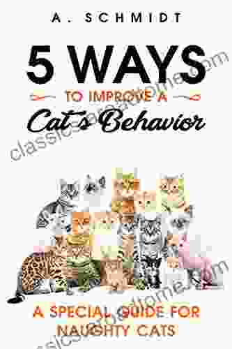 5 Ways To Improve A Cat S Behavior: A Special Guide For Naughty Cats