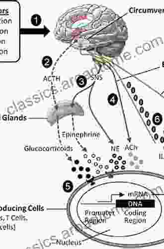 Psychoneuroimmunology Stress and Infection Amber Ault